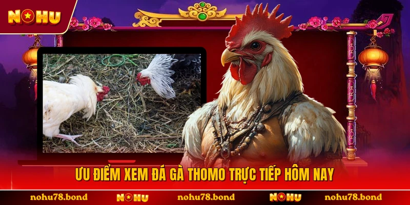 Ưu điểm xem đá gà Thomo trực tiếp hôm nay 