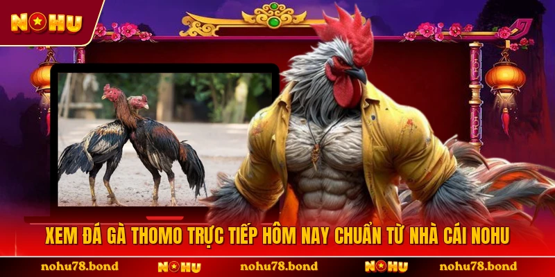 Xem Đá Gà Thomo Trực Tiếp Hôm Nay Chuẩn Từ Nhà Cái NOHU